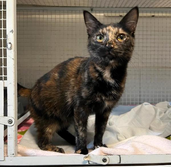 OLIMPIA GATTINA TARTARUGA Foto 4